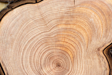 Core of juniper and sandalwood background - 211307969