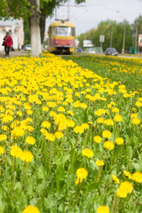 Yellow dandelions in the city, a tram in the background.