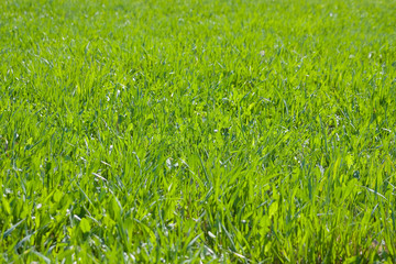 Background of green grass, photographed on a sunny day