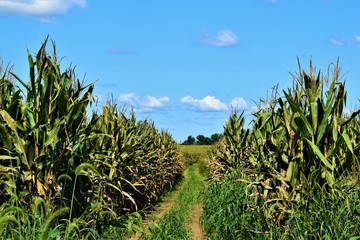 Through the Cornfield