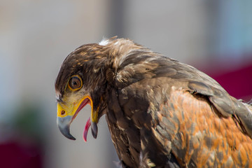 eagle close up