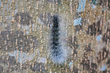 close up of black caterpillar on the tree