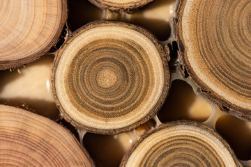 Naklejka premium Core of juniper and sandalwood background