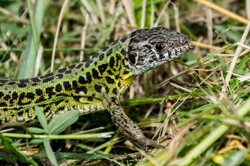 wild animals up close
