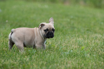 My little French bulldog 10 weeks old