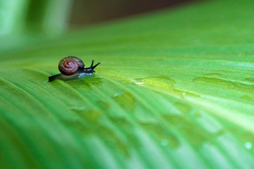 little snail on green leaf rain water drop