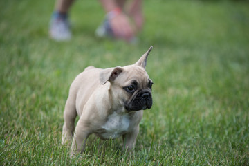 Obraz premium My little French bulldog 10 weeks old