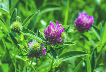 flowers of clover