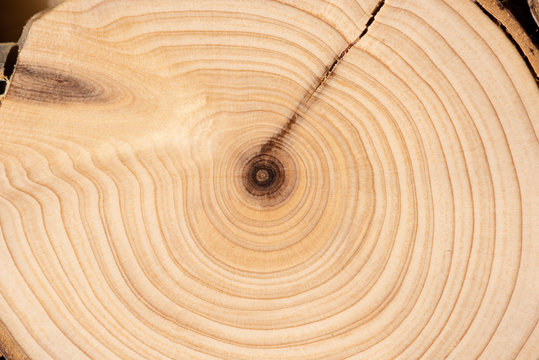 Core of juniper and sandalwood background