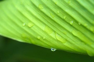 close up beautiful green leaf rain water drop