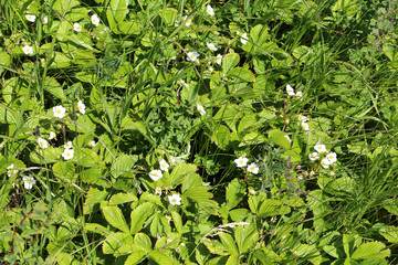 Forest glade of flowering strawberries, spring flowering strawberries.