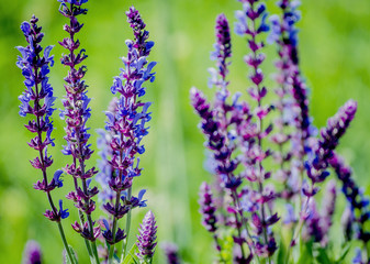 violet blue flowers herbs in the field