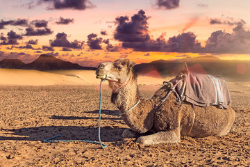 Fototapeta premium Dromedario en el desierto.Paisaje exótico de atardecer en el desierto