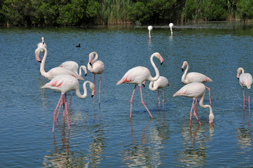flamingoes in the Ornithological Park of Pont de Gau, Camargue, France