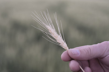 Rippened Hard Red Spring Wheat