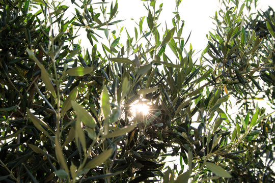 Olea europaea, an old tree on the island of Rhodos