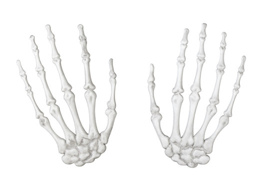 Hand skeleton.
