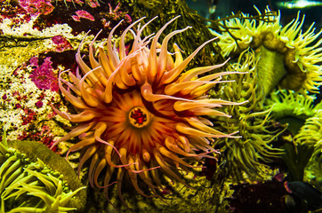 Fish-eating Anemone