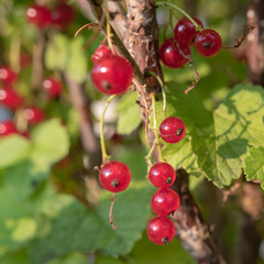 Johannisbeeren am Strauch