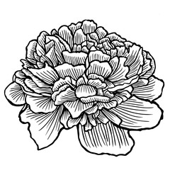 peony, flower, hand-drawing vector illustration sketch
