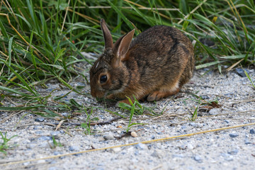 Searching for Dinner