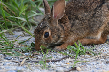 Baby Rabbit