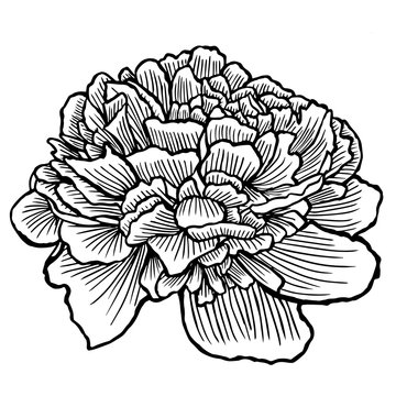 peony, flower, hand-drawing vector illustration sketch