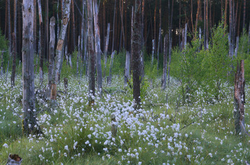 Naklejka premium Na skraju lasu