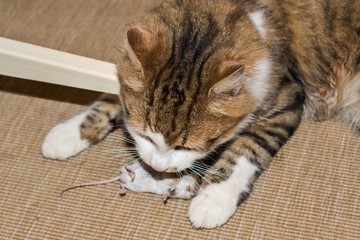 Domestic cat hunting a mouse.