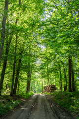 Fototapeta premium Sunny spring in the green forest, Poland