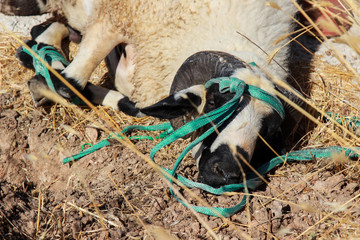 sacrifice to sheep for Muslims Eid.