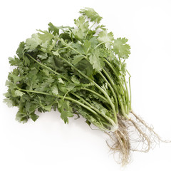 Cilantro on White