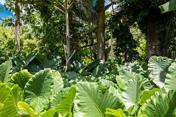 Blätterwald im Regenwald