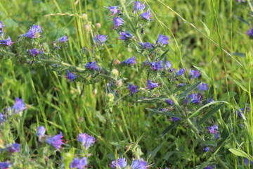 Blue  flowers bloom in a meadow