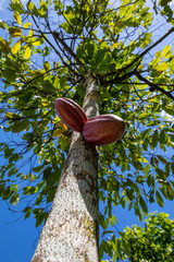 Kakaofrucht  am Baum wachsend