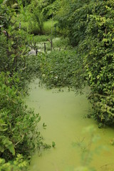 Rivière verte