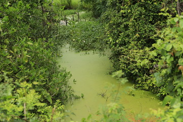 Rivière verte