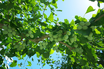 Tokyo,Japan-June 29,2018: Ginkgo nuts have become bigger, but still green and immature.