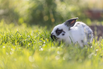 Kaninchen im Garten, Abendsonne und grünes Gras, Freiraum