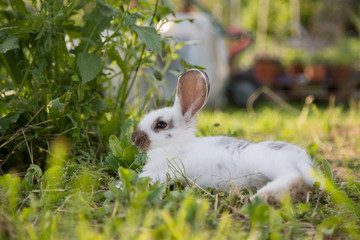 Kaninchen im Garten, Abendsonne und grünes Gras © Patrick Daxenbichler