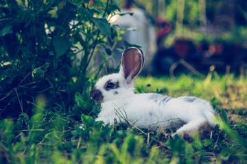 Kaninchen im Garten, Abendsonne und grünes Gras