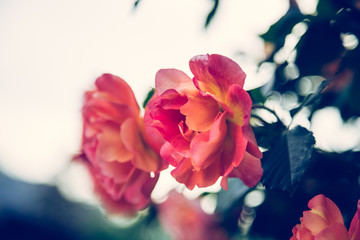 Rosa Rosen, Valentinstag/Muttertag/Geburtstag