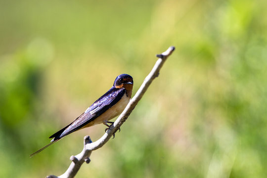Female Barn Swallow on a twig in Monte Vista National Wildlife Refuge in southern Colorado
