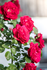 Rote Rosen im Abendlicht