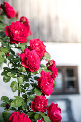 Rote Rosen im Abendlicht