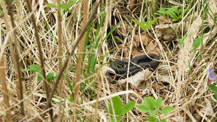 Grass snake (Natrix natrix) lies curled up in a ball in the green and withered grass.Ringed snake. Reptile. Reptilian