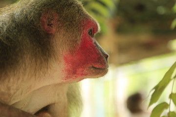 singe à tête rouge