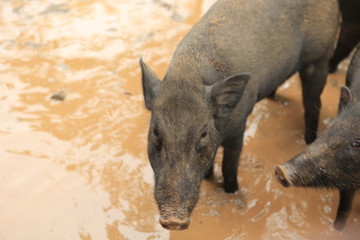 Naklejka premium sanglier