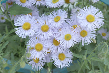 daisies, nature, white, summer, yellow, flowers, spring, plant, green, field, grass, garden, meadow, flora, blossom, flowering, flower, beauty, natural, petal