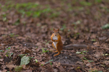 Squirrel red fur funny pets autumn forest on background wild nature animal thematic